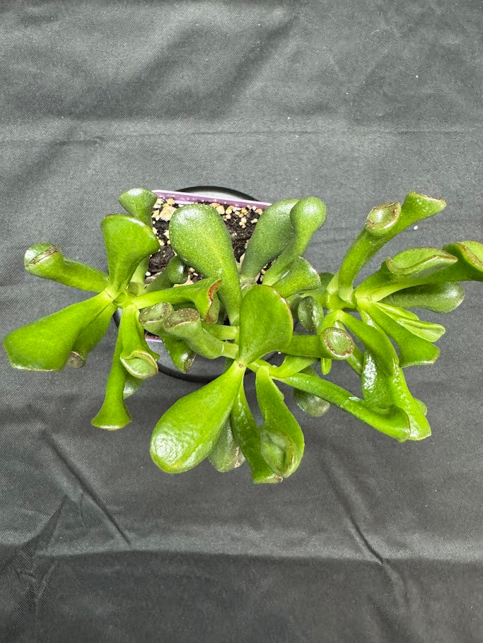 Green succulent plant on a black background