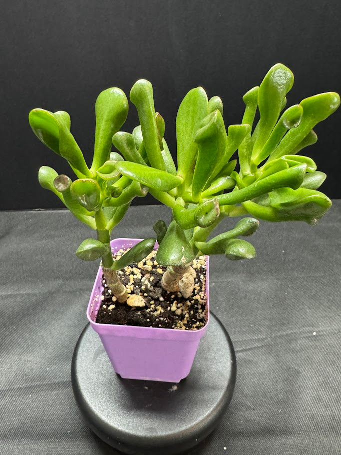 Potted succulent plant on a dark surface with a black background