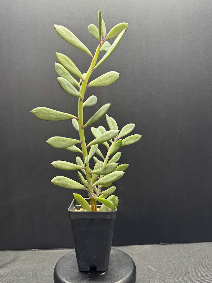 Senecio crassissimus #06 | ‘Lavender Steps’ Succulent | 2.5inch Starter Size