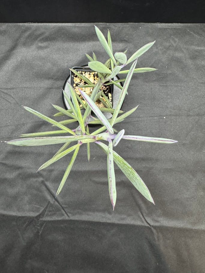 Senecio crassissimus #06 | ‘Lavender Steps’ Succulent | 2.5inch Starter Size