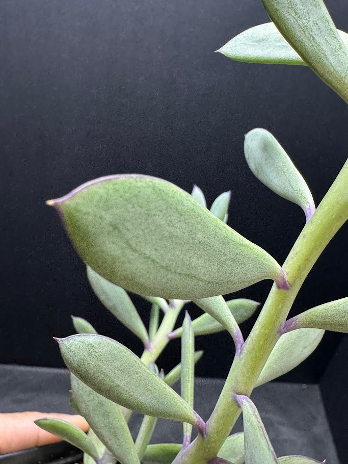 Senecio crassissimus #06 | ‘Lavender Steps’ Succulent | 2.5inch Starter Size