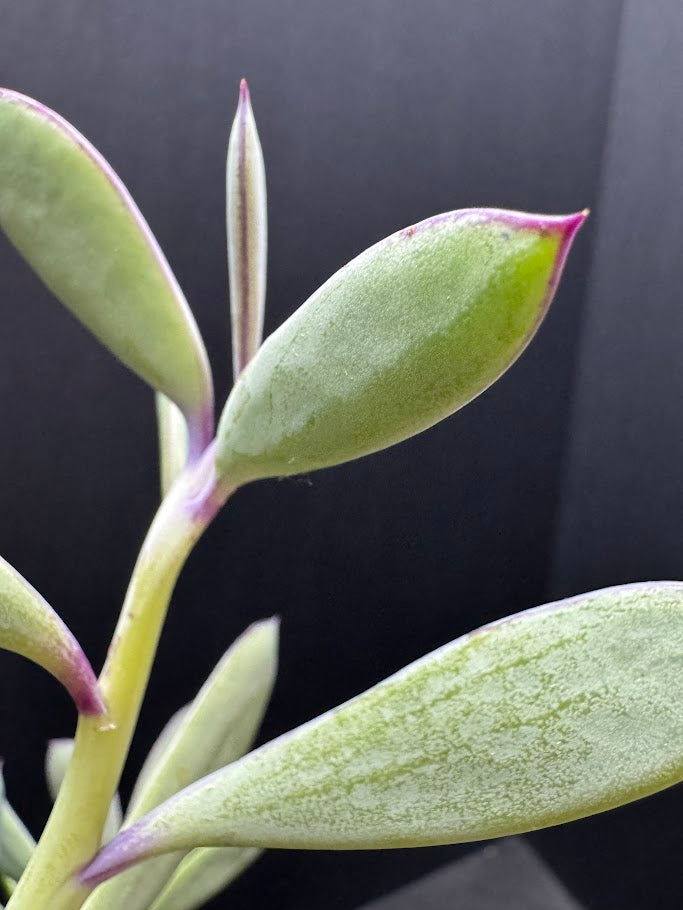 Senecio crassissimus #06 | ‘Lavender Steps’ Succulent | 2.5inch Starter Size