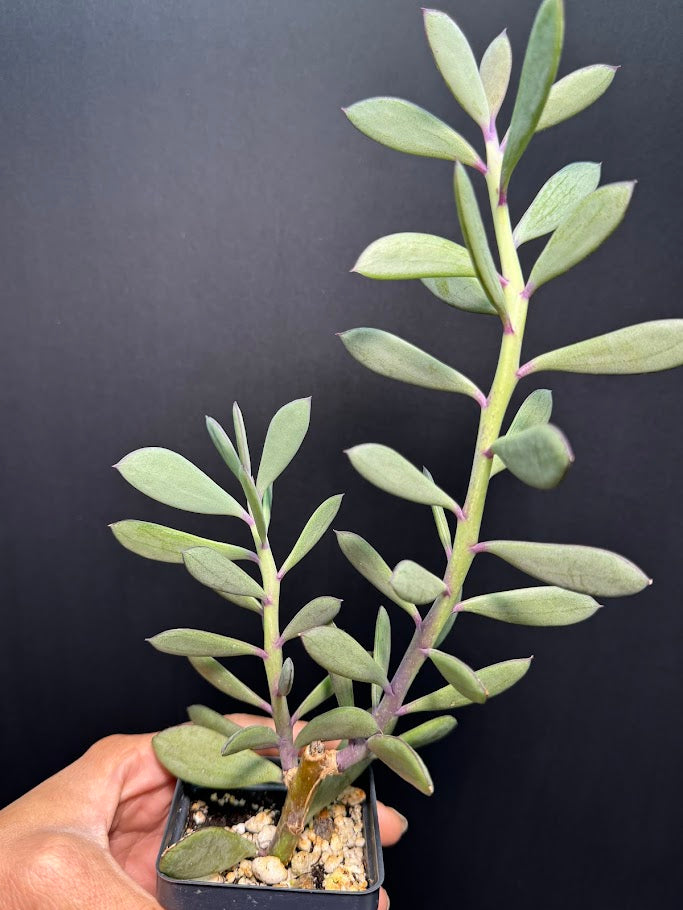Small potted succulent plant held against a dark background