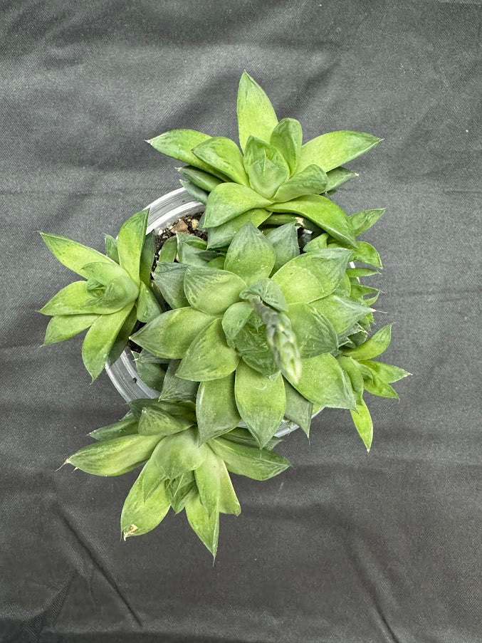 Haworthia cymbiformis ‘Cathedral Window’ #02 | Cathedral Haworthia | 4 inch Pot Size