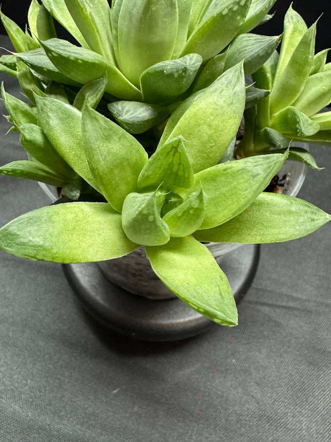 Haworthia cymbiformis ‘Cathedral Window’ #02 | Cathedral Haworthia | 4 inch Pot Size