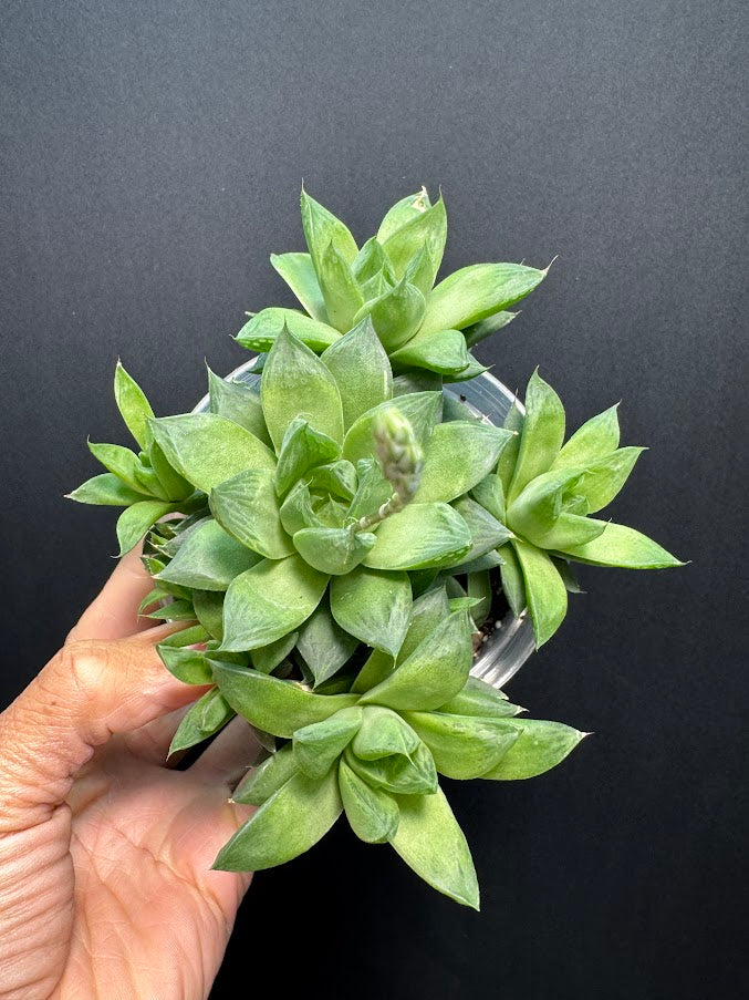 Haworthia cymbiformis ‘Cathedral Window’ #02 | Cathedral Haworthia | 4 inch Pot Size