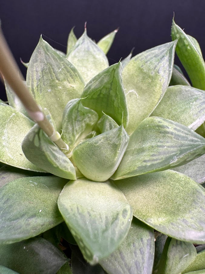 Haworthia cymbiformis ‘Cathedral Window’ #02 | Cathedral Haworthia | 4 inch Pot Size