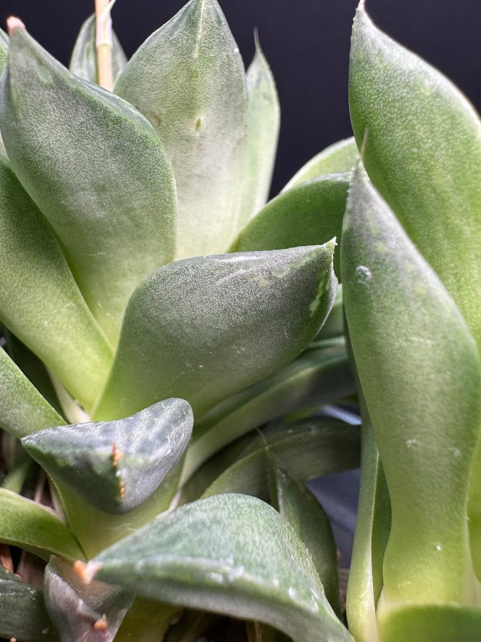 Haworthia cymbiformis ‘Cathedral Window’ #02 | Cathedral Haworthia | 4 inch Pot Size