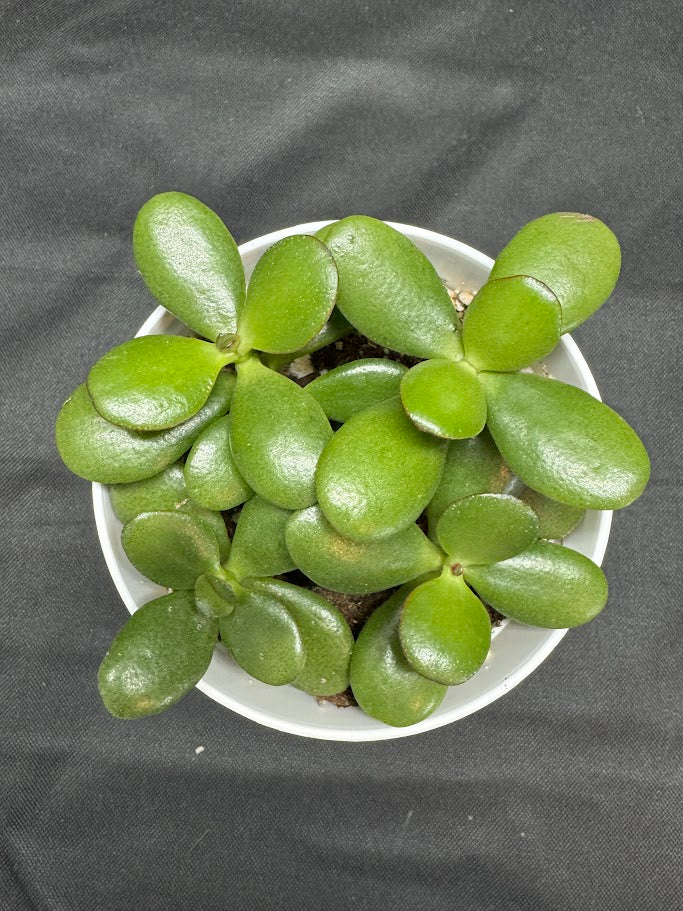 Crassula Ovata #07 | Jade Plant | Succulent Houseplant | 4 inch Pot