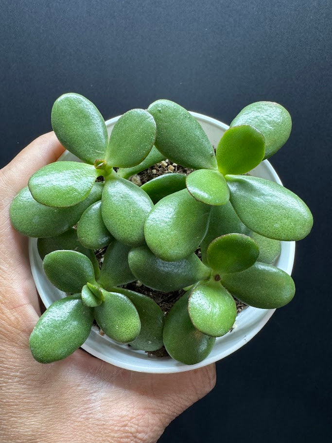Crassula Ovata #07 | Jade Plant | Succulent Houseplant | 4 inch Pot