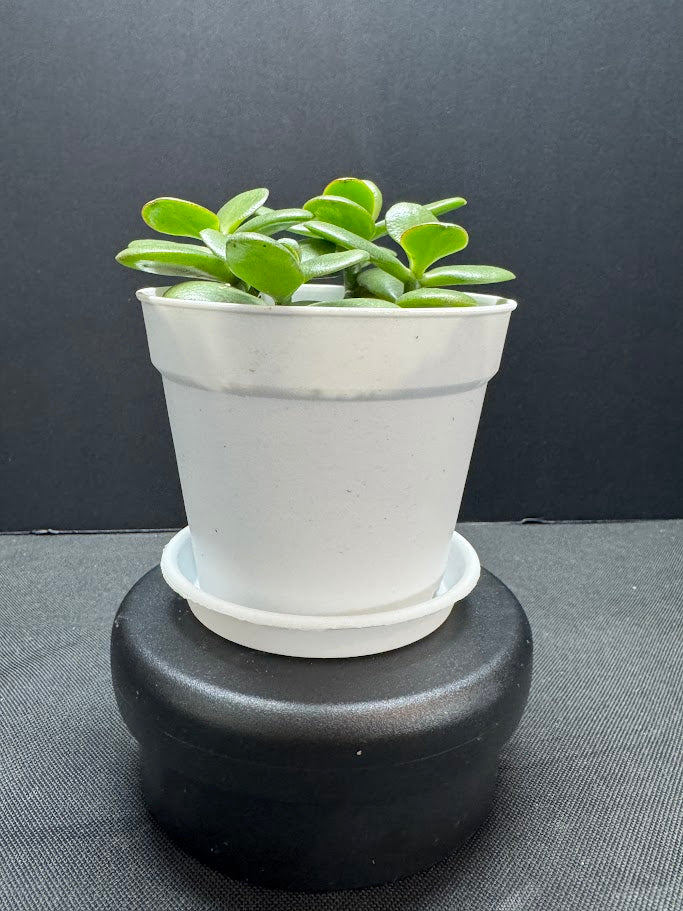 Crassula Ovata #07 | Jade Plant | Succulent Houseplant | 4 inch Pot