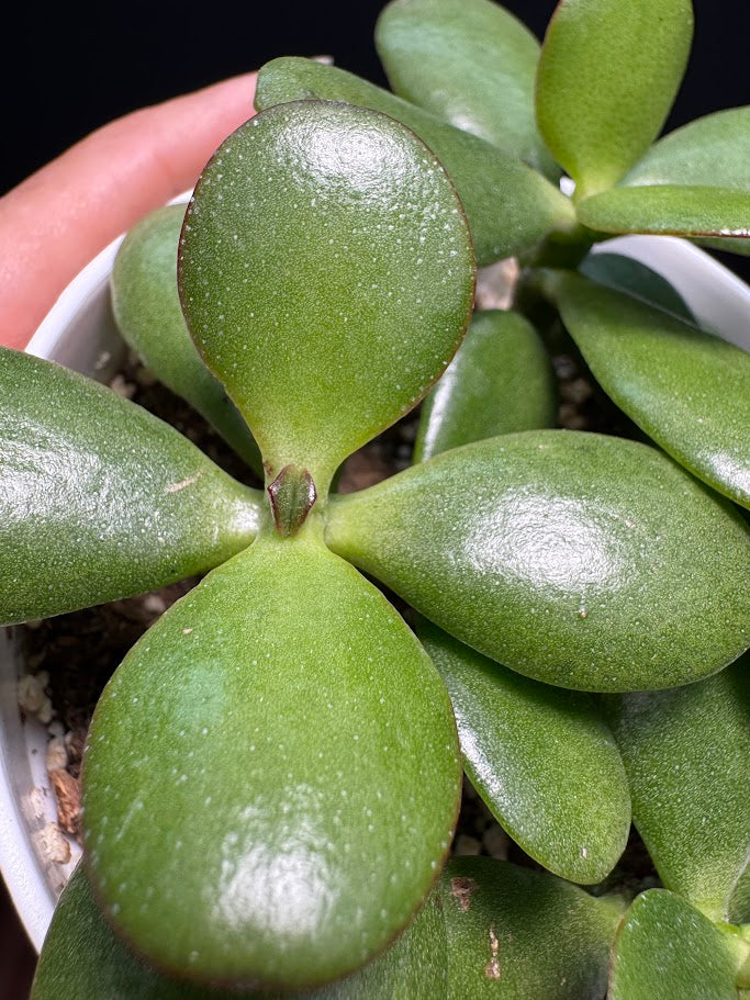 Crassula Ovata #07 | Jade Plant | Succulent Houseplant | 4 inch Pot