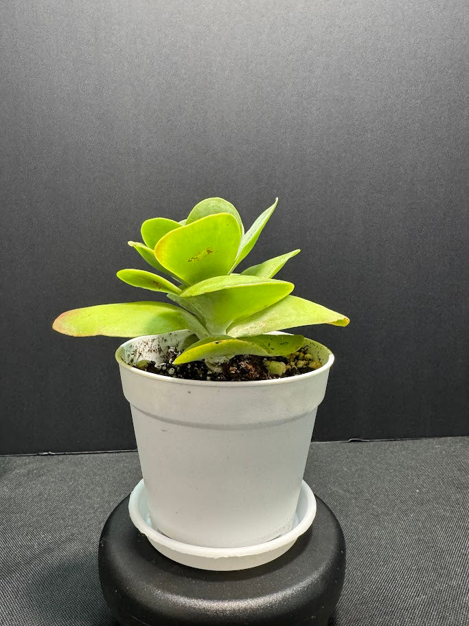 Kalanchoe Luciae #04 | Paddle Plant | Flapjack Plant | 4 inch Pot Size