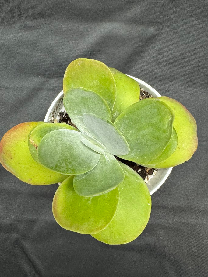 Kalanchoe Luciae #04 | Paddle Plant | Flapjack Plant | 4 inch Pot Size