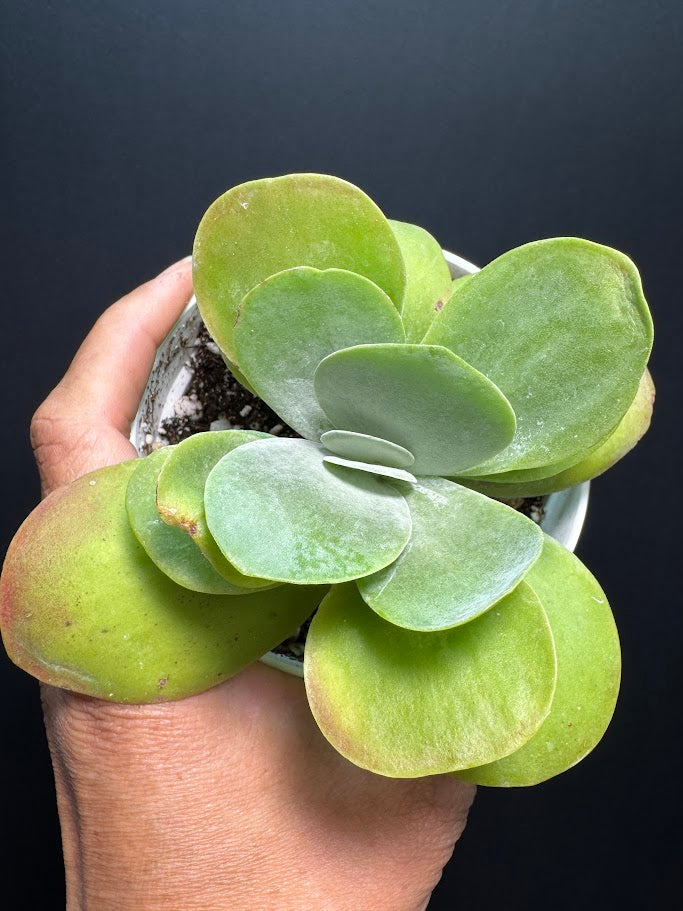 Kalanchoe Luciae #04 | Paddle Plant | Flapjack Plant | 4 inch Pot Size