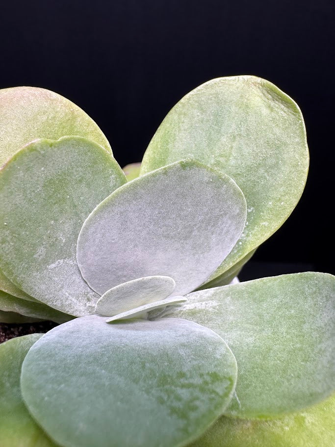 Kalanchoe Luciae #04 | Paddle Plant | Flapjack Plant | 4 inch Pot Size