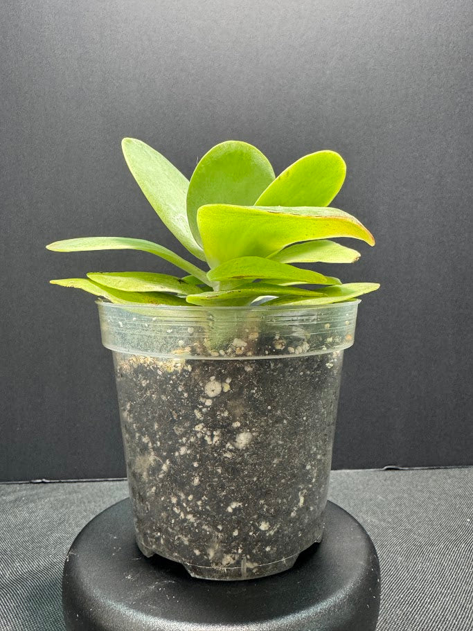 Kalanchoe Luciae #02 | Paddle Plant | Flapjack Plant | 4 inch Pot Size