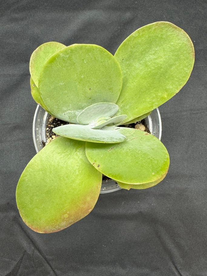 Kalanchoe Luciae #02 | Paddle Plant | Flapjack Plant | 4 inch Pot Size