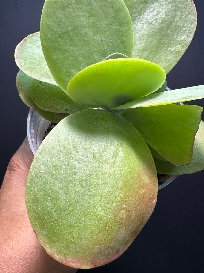 Kalanchoe Luciae #02 | Paddle Plant | Flapjack Plant | 4 inch Pot Size