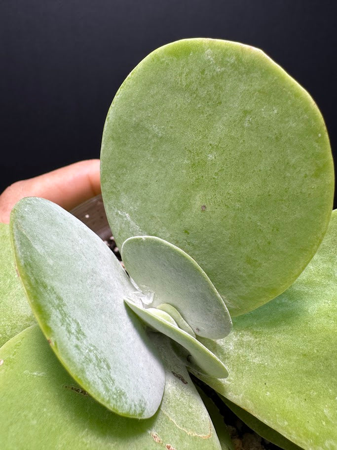Kalanchoe Luciae #02 | Paddle Plant | Flapjack Plant | 4 inch Pot Size