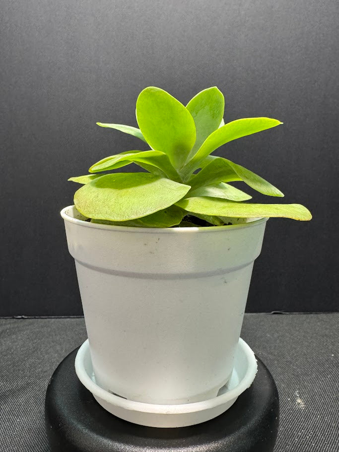 Kalanchoe Luciae #03 | Paddle Plant | Flapjack Plant | 4 inch Pot Size