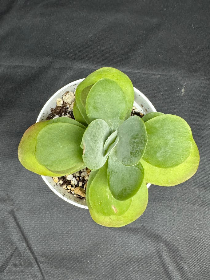 Kalanchoe Luciae #03 | Paddle Plant | Flapjack Plant | 4 inch Pot Size