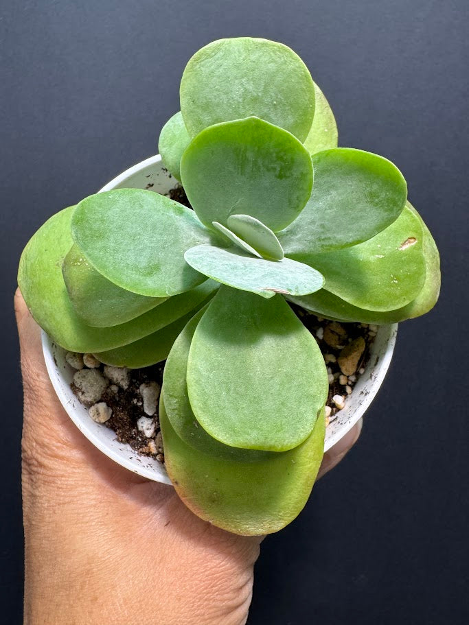 Kalanchoe Luciae #03 | Paddle Plant | Flapjack Plant | 4 inch Pot Size