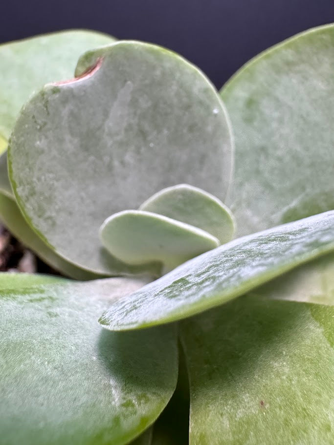 Kalanchoe Luciae #03 | Paddle Plant | Flapjack Plant | 4 inch Pot Size