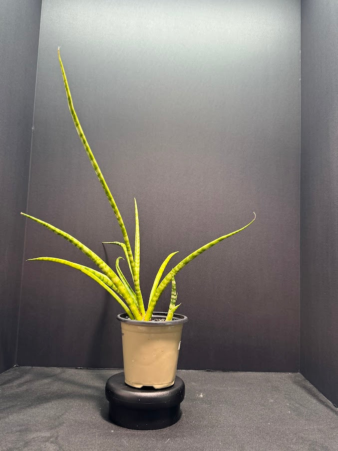 Sansevieria Cylindrica #01 | Dracaena Angolensis | 1 Quart Pot Size