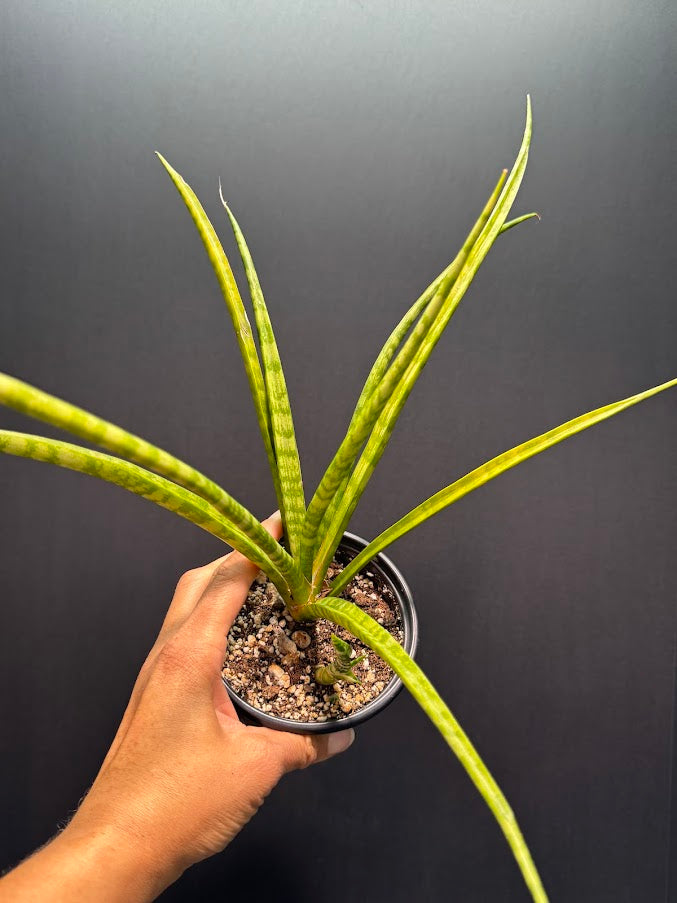 Sansevieria Cylindrica #01 | Dracaena Angolensis | 1 Quart Pot Size