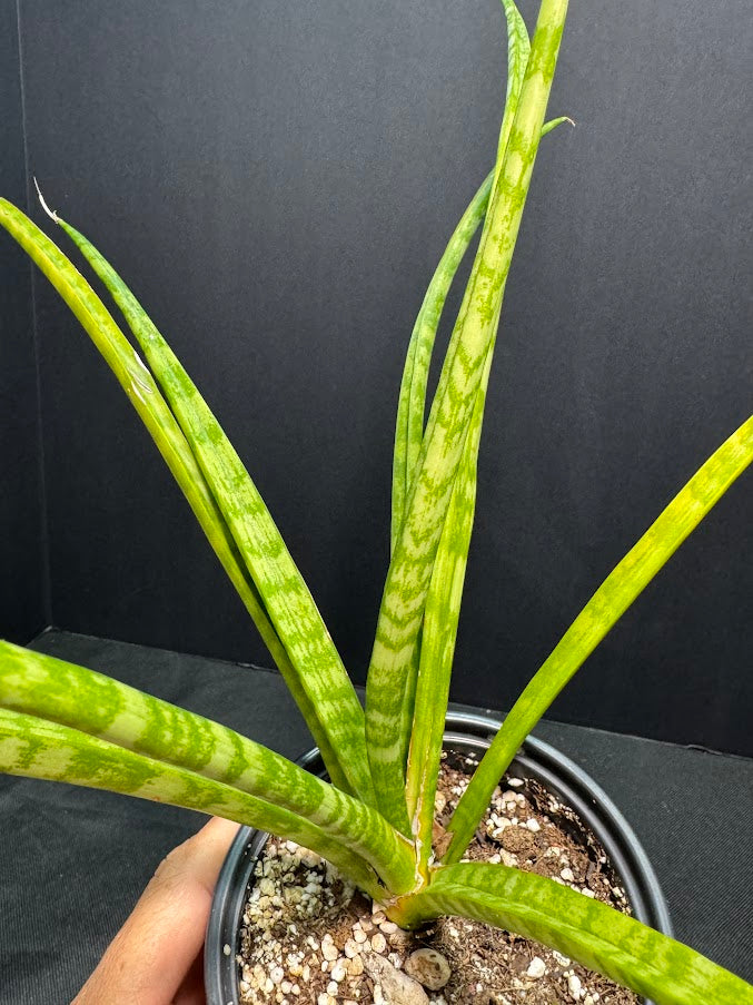 Sansevieria Cylindrica #01 | Dracaena Angolensis | 1 Quart Pot Size