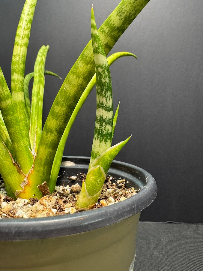 Sansevieria Cylindrica #01 | Dracaena Angolensis | 1 Quart Pot Size