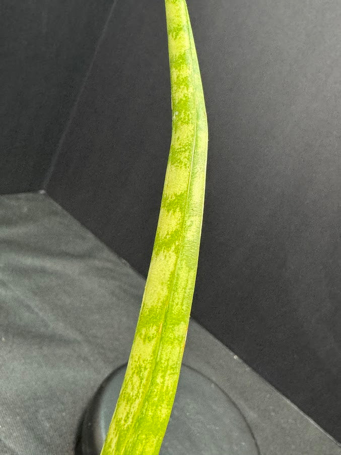 Sansevieria Cylindrica #01 | Dracaena Angolensis | 1 Quart Pot Size