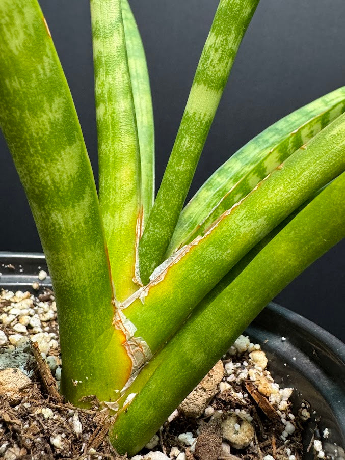 Sansevieria Cylindrica #01 | Dracaena Angolensis | 1 Quart Pot Size