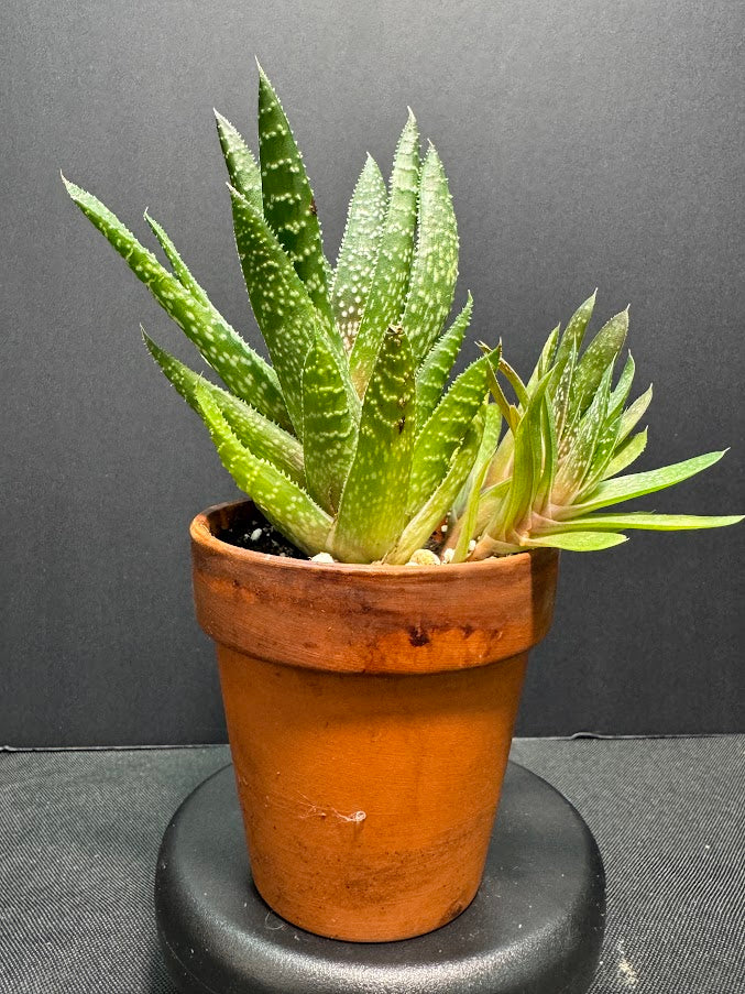 Gasteraloe ‘Royal Highness’ #01 | Hybrid Succulent | 3 inch Pot Size