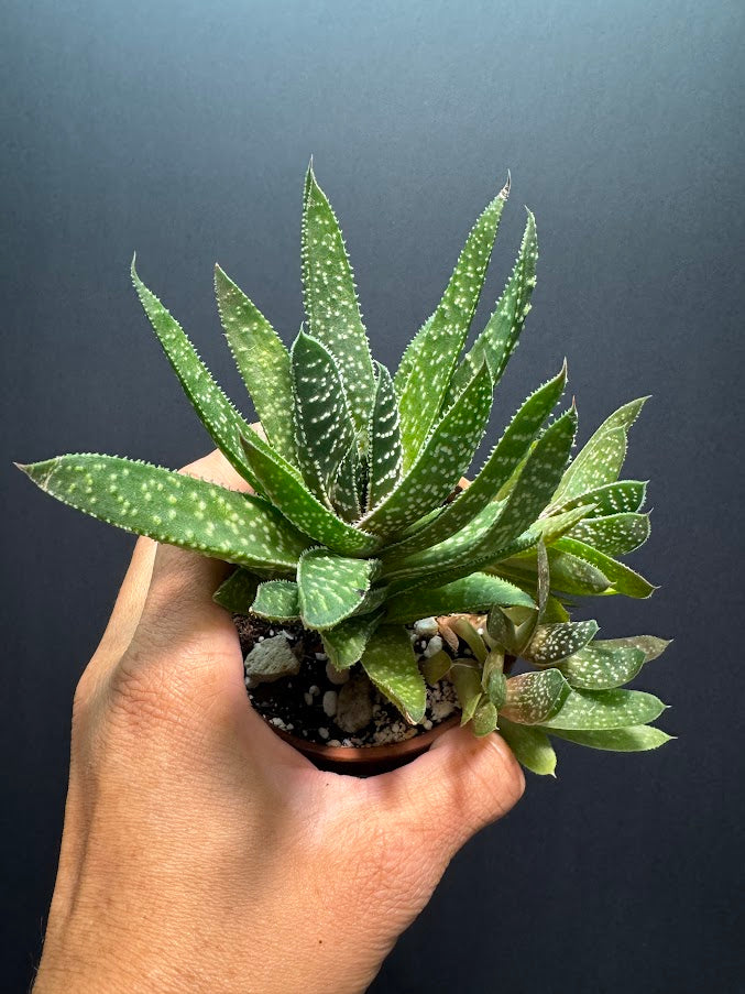 Gasteraloe ‘Royal Highness’ #01 | Hybrid Succulent | 3 inch Pot Size