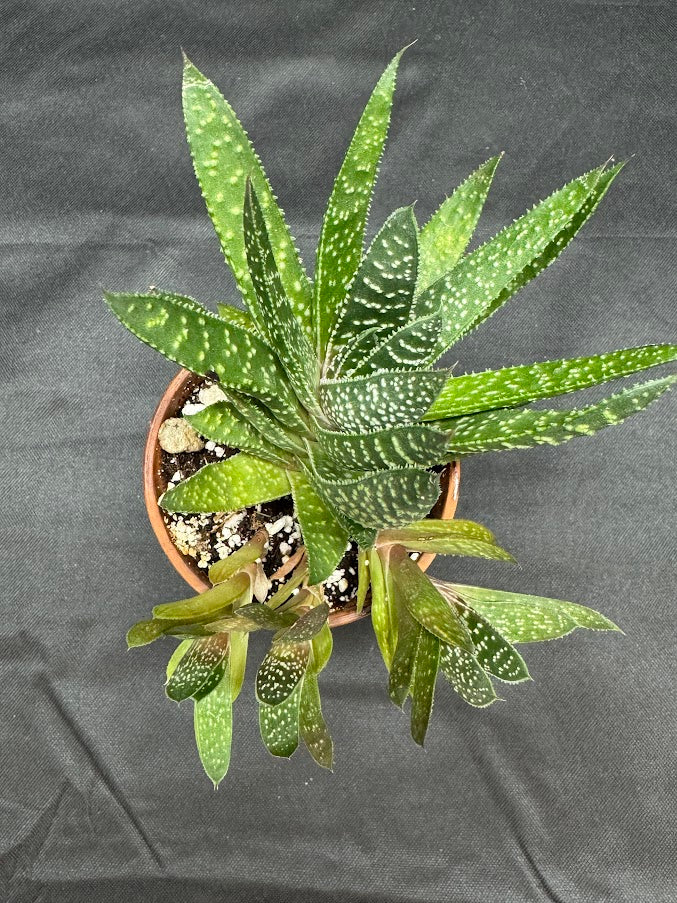 Gasteraloe ‘Royal Highness’ #01 | Hybrid Succulent | 3 inch Pot Size