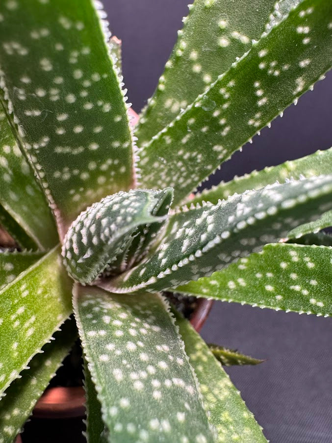Gasteraloe ‘Royal Highness’ #01 | Hybrid Succulent | 3 inch Pot Size