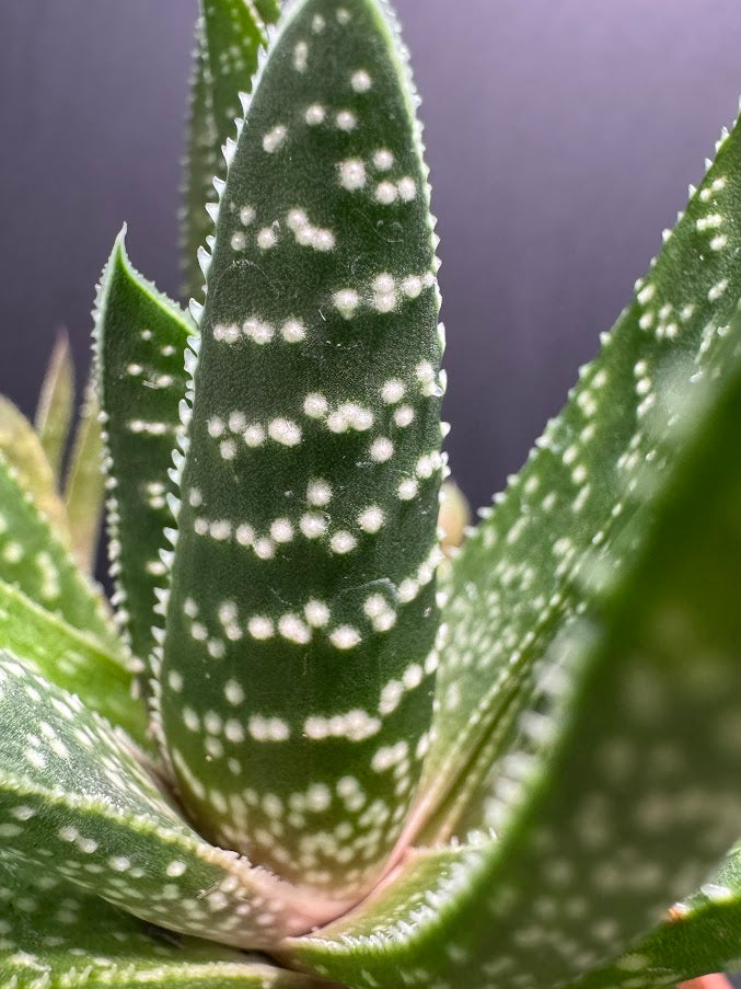 Gasteraloe ‘Royal Highness’ #01 | Hybrid Succulent | 3 inch Pot Size