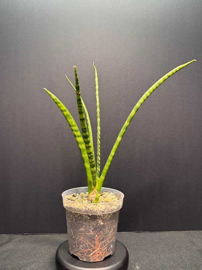 Potted snake plant on a dark background