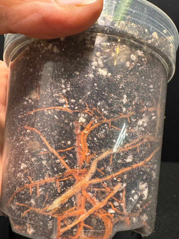 Clear container with brown plant roots and white perlite held by a hand against a black background