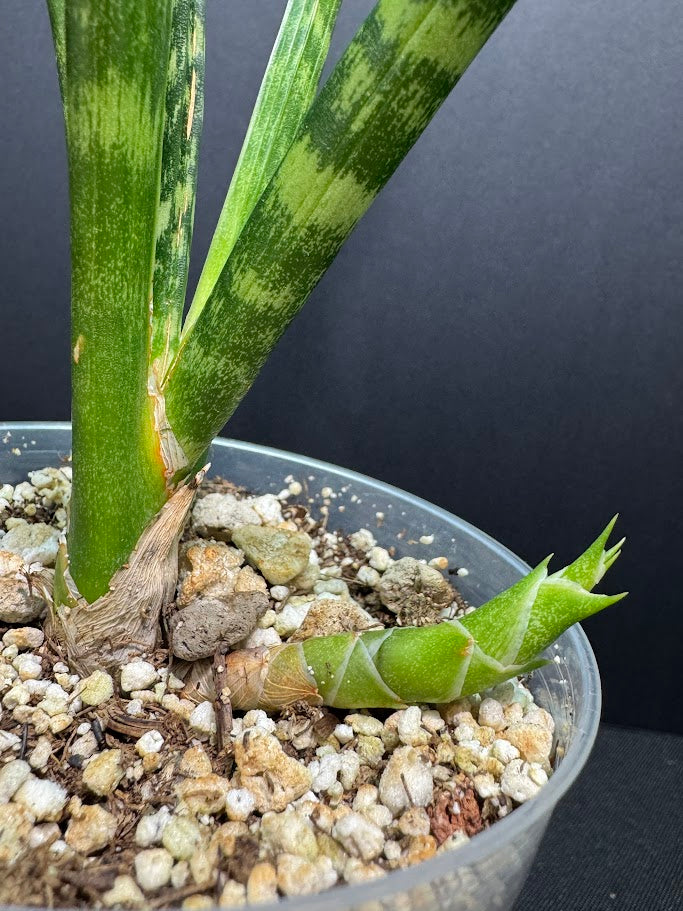 Potted snake plant with a dark background