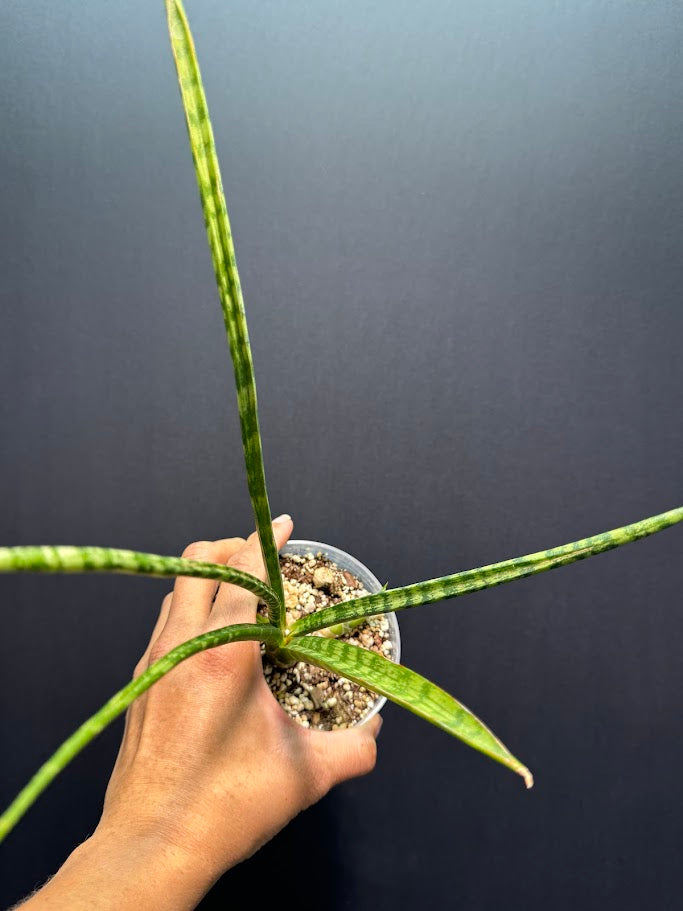 Hand holding a small potted plant against a dark background