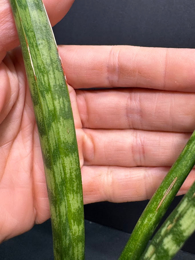 Person holding a green leaf with visible veins against a dark background