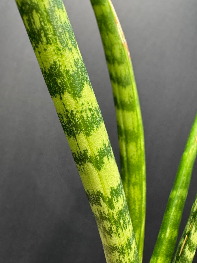 Close-up of a snake plant with green and yellow striped leaves on a dark background