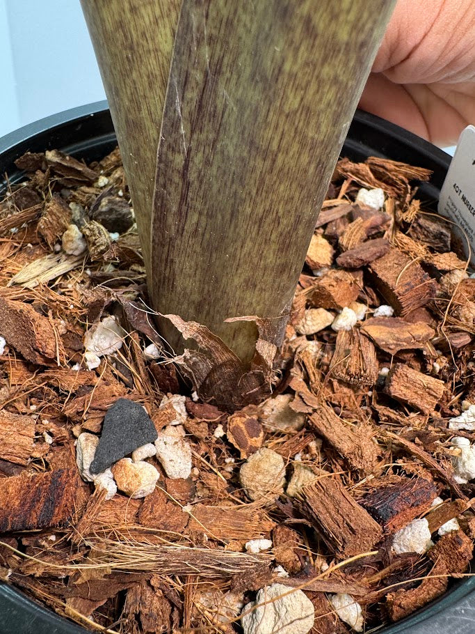 Close-up of a plant being planted in potting soil with wood chips.