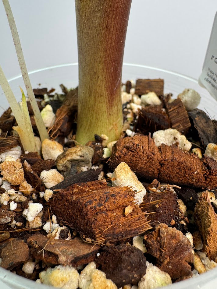 Chunky Aroid Mix | Peat-Free Potting Soil for Hoya, Philodendron & Anthurium