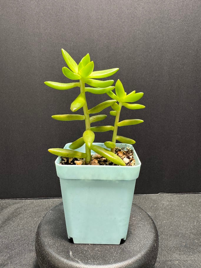 Sedum Adolphi #02 | Sedum nussbaumerianum Stonecrop Succulent | 3 inch Pot Size