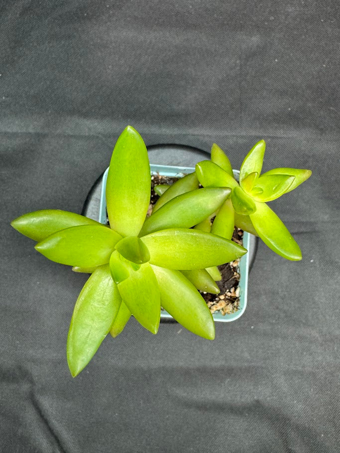 Sedum Adolphi #02 | Sedum nussbaumerianum Stonecrop Succulent | 3 inch Pot Size