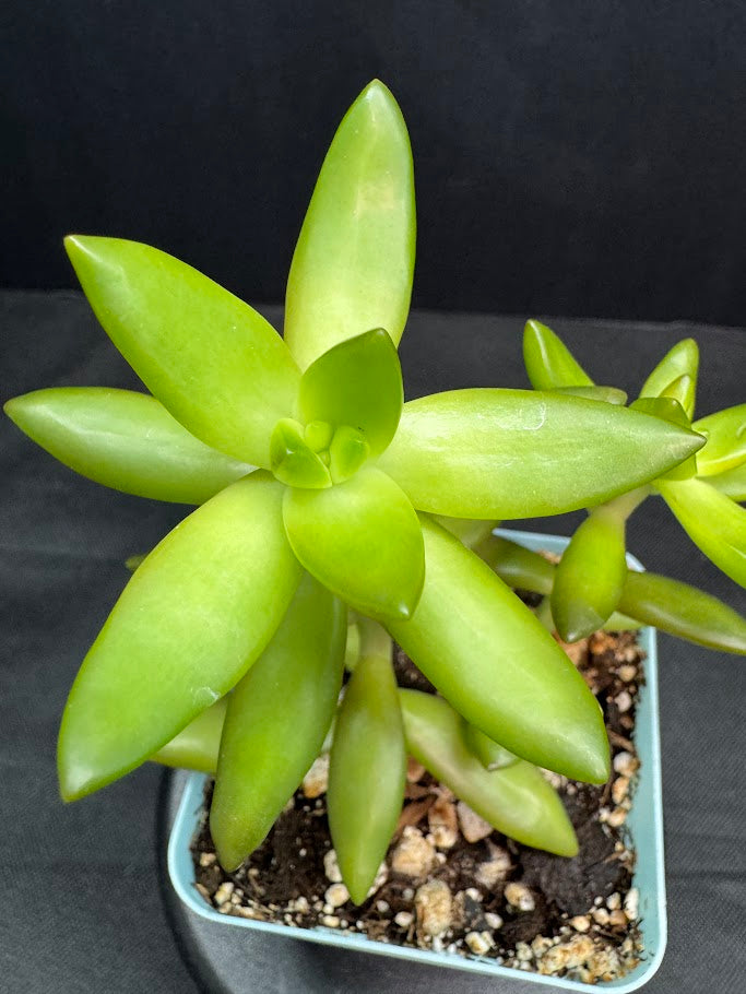 Sedum Adolphi #02 | Sedum nussbaumerianum Stonecrop Succulent | 3 inch Pot Size